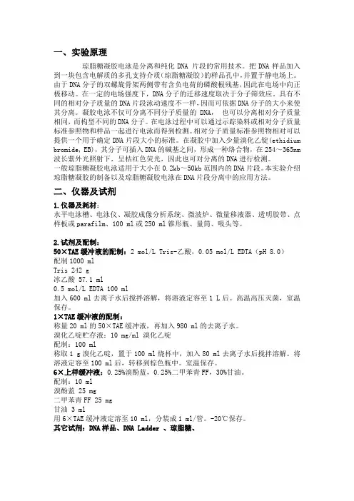 琼脂糖凝胶电泳