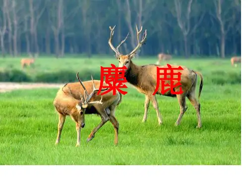六年级上册语文课件-课文17 麋鹿｜苏教版 (共22张PPT) (1)
