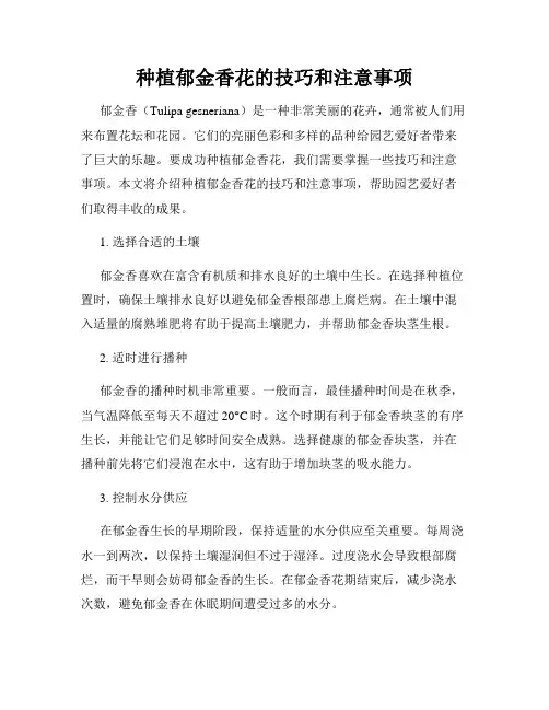 种植郁金香花的技巧和注意事项