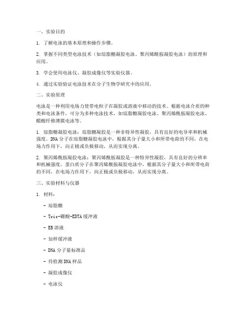 电泳实验报告