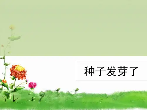 粤教版小学科学《专题探究-种子发芽了》精品PPT1