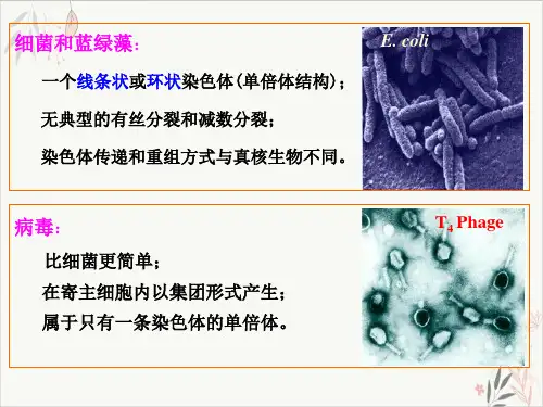 遗传学细菌和病毒的遗传PPT.