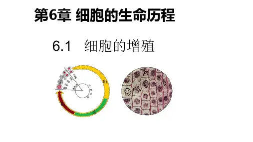 6.1+细胞的增殖第二课时 课件- 高一上学期生物人教版(2019)必修1