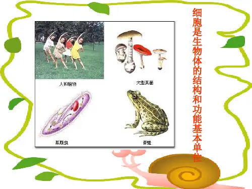 人教版生物七年级上册第二单元第一章第一节 练习使用显微镜 课件 (共28张PPT)