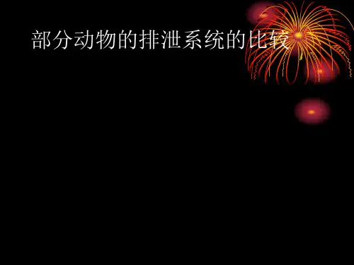 动物的排泄系统