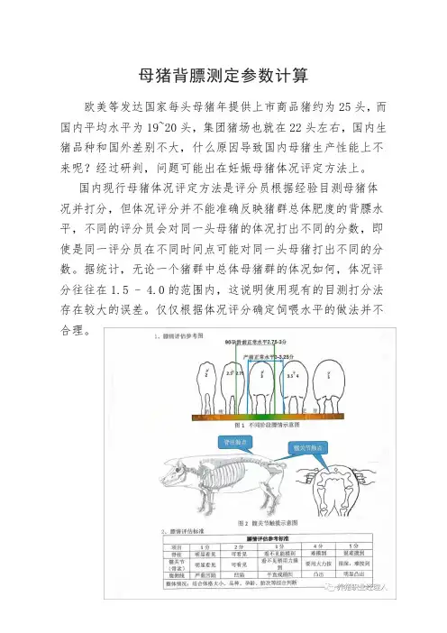 规模养殖场母猪背膘测定参数计算