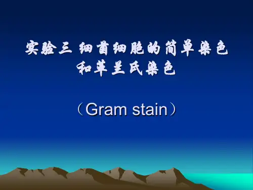 实验细菌的革兰氏染色