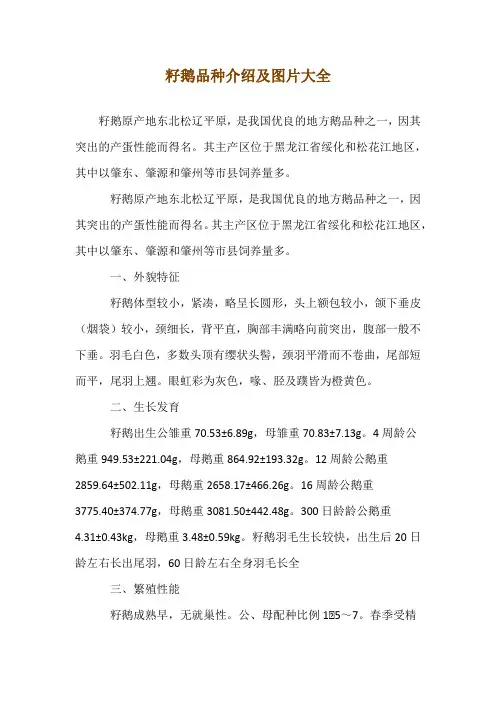 籽鹅品种介绍及图片大全