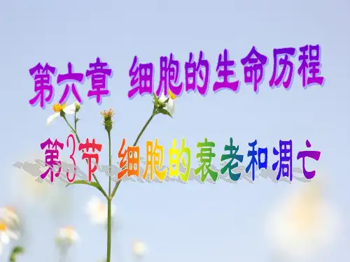 细胞的衰老和凋亡癌变PPT教学课件