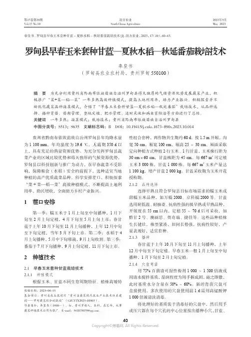 罗甸县早春玉米套种甘蓝—夏秋水稻—秋延番茄栽培技术