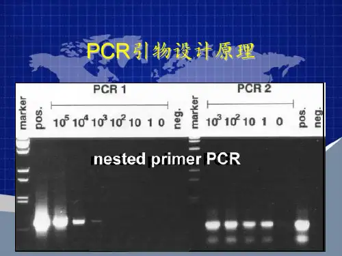 PCR引物设计原理 ppt课件