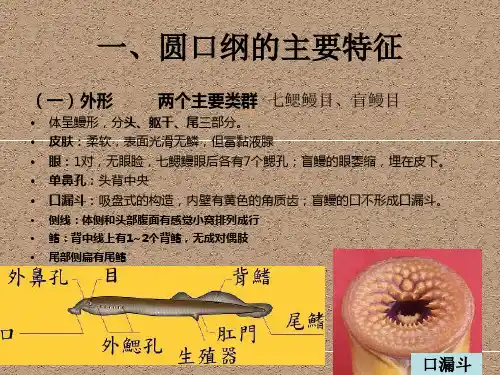 动物学重点—期末考试复习大纲