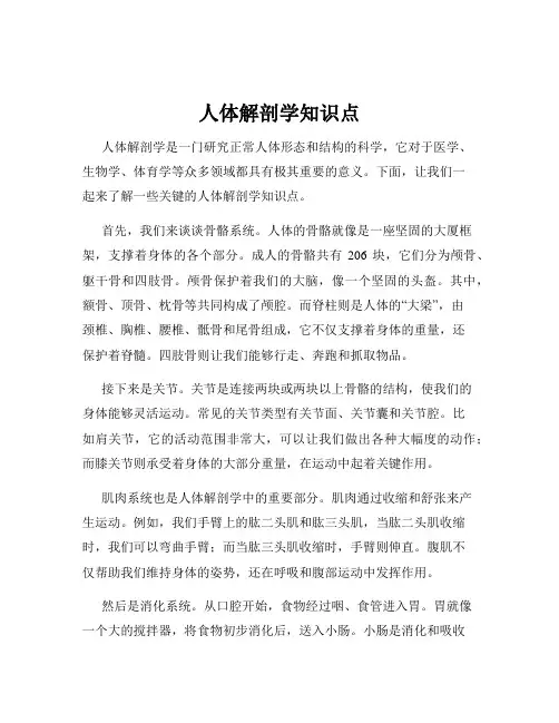 人体解剖学知识点
