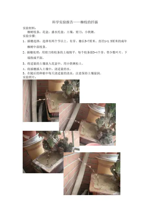 科学实验报告_4
