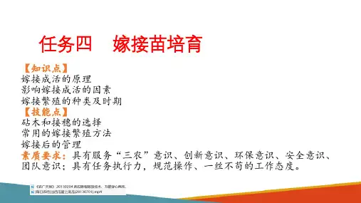 苗圃地育苗—嫁接苗培育(种苗生产课件)