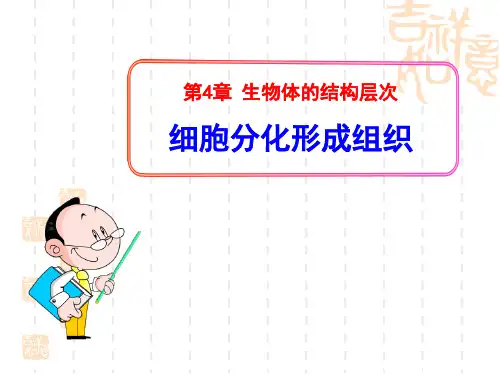七年级上学期(初一上册) 《细胞分化形成组织》PPT