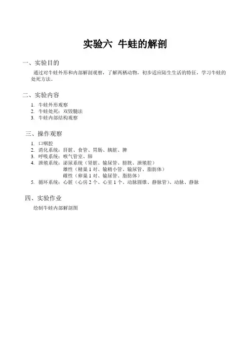 实验六 牛蛙的解剖