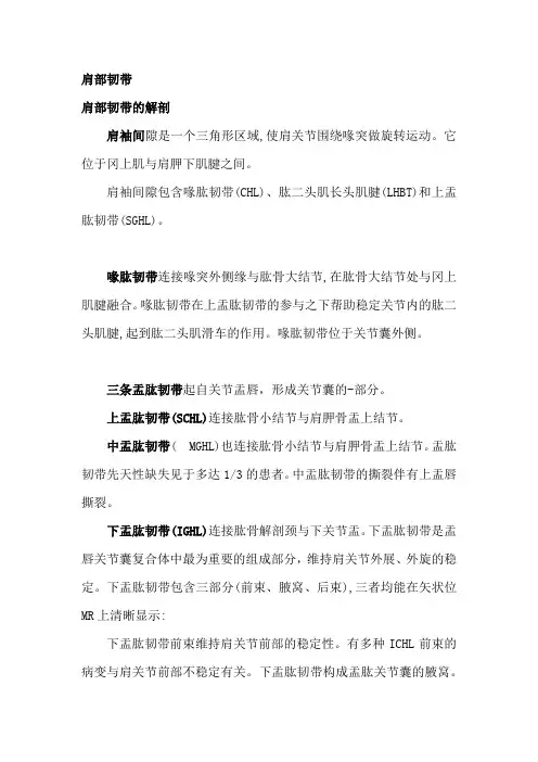 肩部韧带解剖