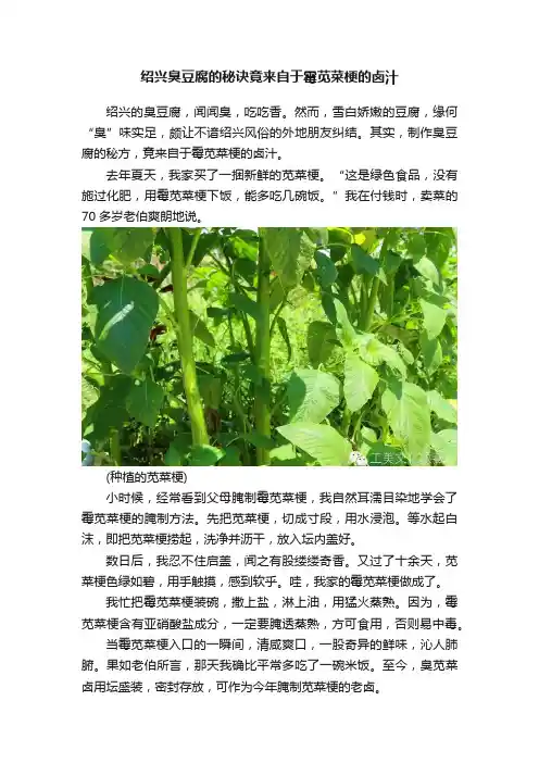 绍兴臭豆腐的秘诀竟来自于霉苋菜梗的卤汁