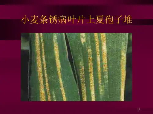 小麦病害防治技术演示PPT