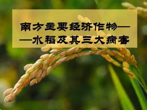 南方主要经济作物——水稻及其三大病害