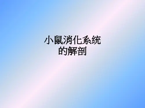 小鼠消化系统的解剖ppt课件