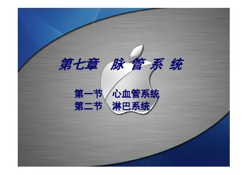 运动解剖学7心血管系统 [兼容模式]