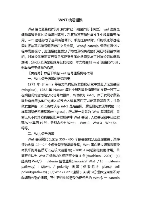 WNT信号通路