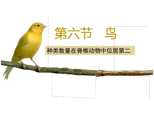 5.1.6 鸟课件人教版生物八年级上册