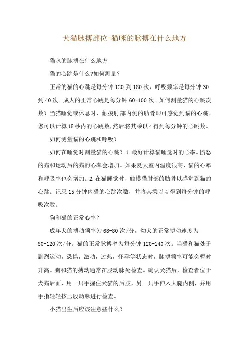 犬猫脉搏部位-猫咪的脉搏在什么地方
