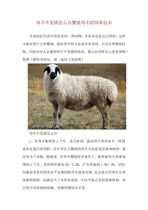 母羊不发情怎么办 繁殖母羊的饲养技术