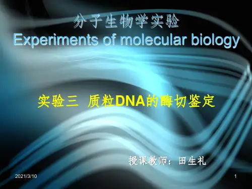 实验三  质粒DNA的酶切鉴定课件PPT