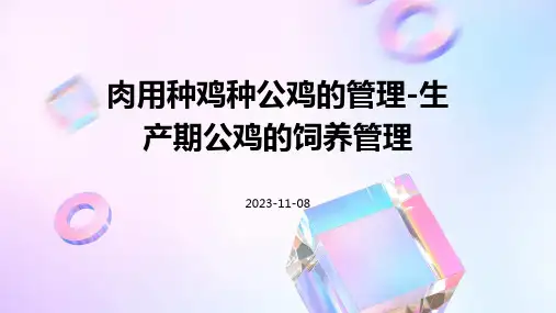 肉用种鸡种公鸡的管理-生产期公鸡的饲养管理