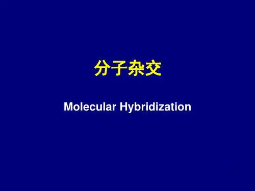 分子杂交