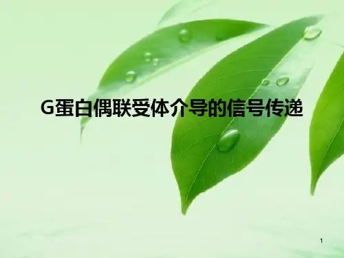 G蛋白偶联受体介导的信号通路PPT课件
