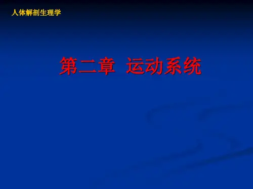 人体解剖生理学——第二章运动系统
