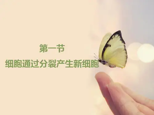 人教版七年级生物上册 细胞通过分裂产生新细胞 课件