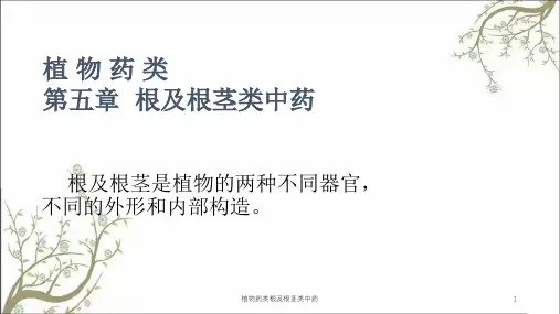 植物药类根及根茎类中药课件