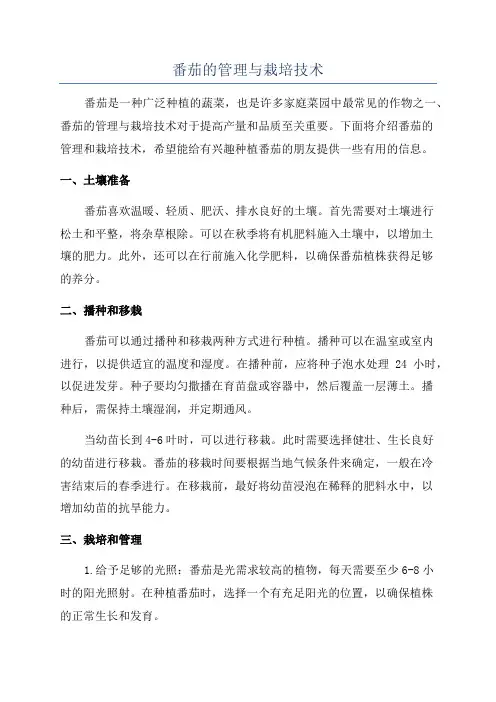 番茄的管理与栽培技术