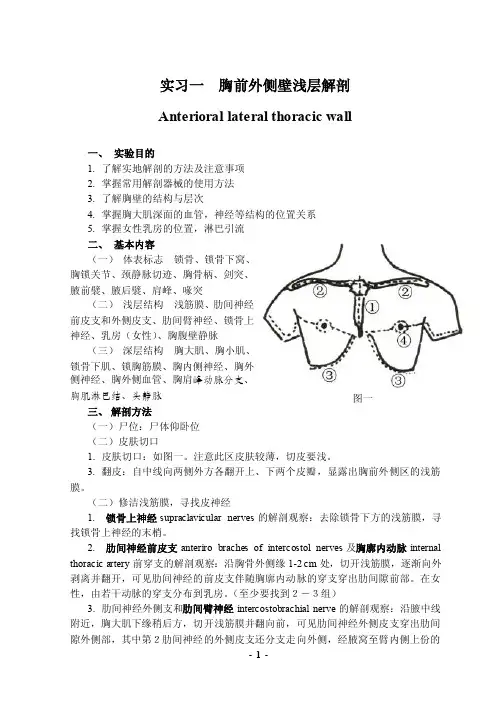 实习一胸前外侧壁浅层解剖