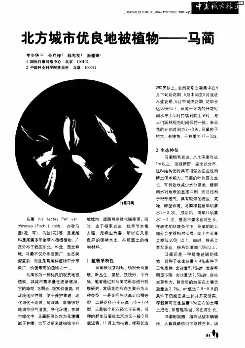 北方城市优良地被植物——马蔺