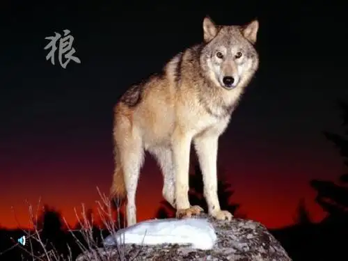鹿和狼的故事公开课课件