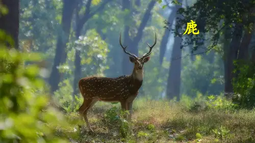新版三年级下册语文课件-7 狮子和鹿(人教部编版)(共43张PPT)演示课件