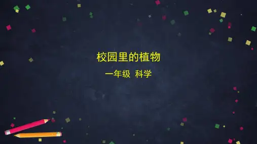 校园里的植物小学科学一年级上册PPT课件