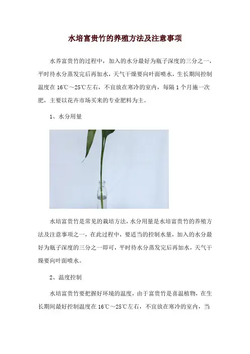 水培富贵竹的养殖方法及注意事项