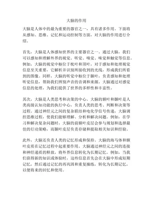大脑的作用