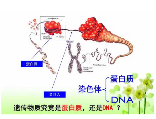 肺炎双球菌的转化实验