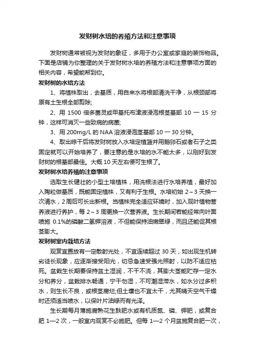 发财树水培的养殖方法和注意事项