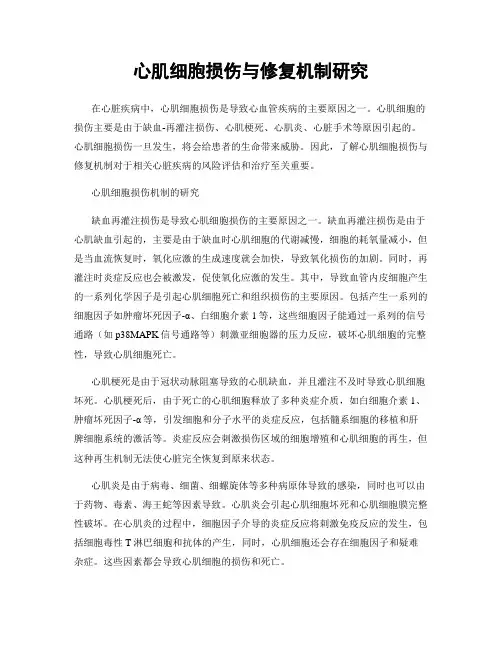 心肌细胞损伤与修复机制研究