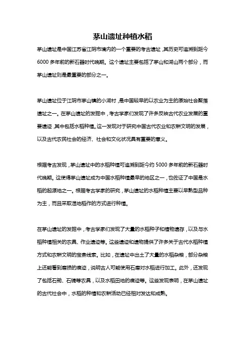 茅山遗址种植水稻